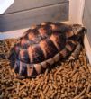 Marginated : Male approx 6 years old (Veggie)